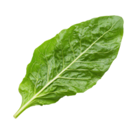 Fresh, vibrant lettuce leaf isolated on a clean Transparent background for culinary use and healthy meals, Lettuce leaf isolated on background png