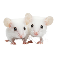 Two white mice on a Transparent background displaying curious expressions in a warm indoor setting, Two white mouse background png