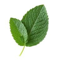 Fresh mint leaf on a clean Transparent background highlighting its vibrant green color and textured surface, mint leaf herbisolated on background png
