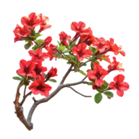 Vibrant cluster of red adenium flowers blooming on a Transparent background showcasing nature s beauty, Isolated image many red flowering adeniums on background png