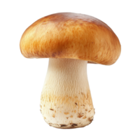 Straw mushroom isolated on Transparent background showcasing unique shape and texture, straw mushroom isolated on background png