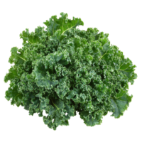 Fresh kale on a Transparent background showcasing vibrant green leaves ideal for healthy meals, Kale White background png