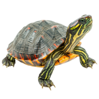 Red eared slider turtle on isolated Transparent background showcasing vibrant shell and distinctive features, red eared slider turtle,isolated background png