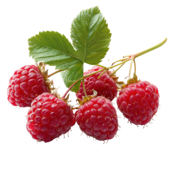 fresco lamponi su un' ramo con verde le foglie contro un' trasparente sfondo, lampone ramo isolato su sfondo lampone frutta ramo png