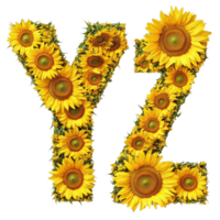 Sunflowers creatively arranged to form the letters Y and Z in a bright and cheerful display, Image sunflowers arranged in the letters YZ, isolated on a white background png
