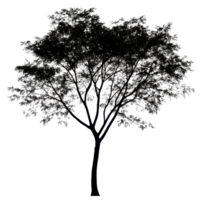 Silhouette of a large tree with intricate branches and leaves against a Transparent background, Photo branches with leaves a large tree isolated on a background png