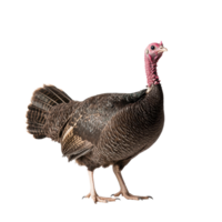 Turkey bird standing isolated on a Transparent background showcasing detailed feathers and characteristics, Turkey bird isolated on background png
