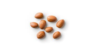 Assorted brown nuts arranged on a white surface, showcasing their smooth texture and natural sheen photo