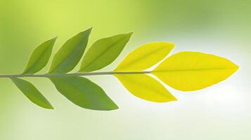 Vibrant green and yellow leaves arranged harmoniously against a soft blurred background photo