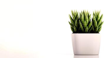 A modern white pot filled with vibrant green succulent plants against a clean, minimalistic background photo