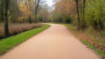 Serene winding path through autumn forest with colorful leaves and tranquil surroundings photo