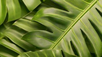 Close-up of lush green monstera leaves layered elegantly, showcasing their unique texture and patterns photo