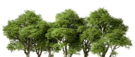 Tropics greenery forest trees group lined landscape on transparent backgrounds 3d rendering png