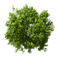 From above jungle green tree top view on transparent backgrounds 3d illustrations png