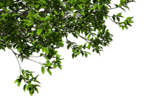 Greenery leaves tree branches foreground on transparent backgrounds 3d rendering png