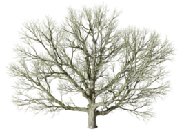Death jungle tree without leafs standing cutout on transparent backgrounds 3d rendering png