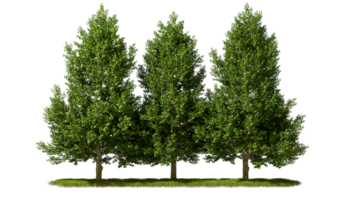 Cutout green trees group on grass meadows 3d render png
