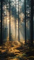 Golden sunlight filtering through misty forest at dawn photo