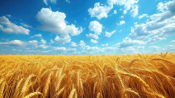 Golden wheat field swaying under summer blue sky with fluffy white clouds photo