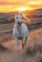 White horse running through field at sunset photo