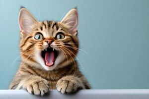 Cute kitten meowing with wide open mouth and paws on table photo