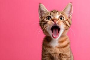 Kitten yawning with mouth wide open on pink background photo