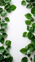 Green leaves branches creating frame on white background photo