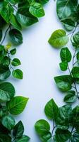 Green leaves bordering a white background creating negative space photo
