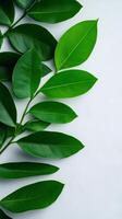 Green leaves arranged on white background creating natural frame photo