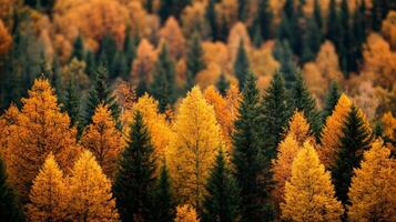 Colorful autumn trees creating stunning scenery in a forest landscape photo