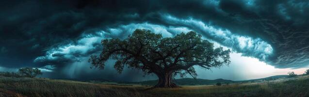 A tree is in the middle of a field with a storm coming in photo