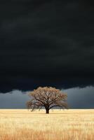 A lone tree stands in a field under a dark sky photo