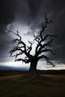 A tree with no leaves in front of a stormy sky photo