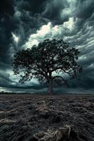 A tree stands alone in a field under a stormy sky photo