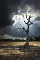 A dead tree in a field with dark clouds photo