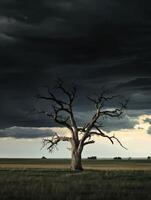 Lonely oak tree stands against dark stormy sky on a vast landscape photo