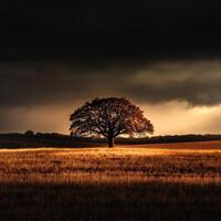 Majestic oak tree standing alone in a golden field during sunset photo
