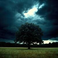 Dark oak tree stands alone in an open field under stormy sky photo