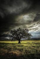 Majestic oak tree stands alone in a dramatic sky over open fields photo