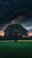 Majestic oak tree silhouettes against a stormy sky at sunset in a green field photo