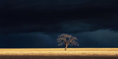 Isolated oak tree under dark stormy sky in open field photo