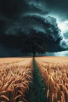 Oak tree standing strong in golden wheat field beneath dark storm clouds photo