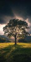 Majestic oak tree standing alone in a field beneath dramatic skies photo
