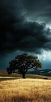 Oak tree stands alone in a darkening sky over golden fields photo