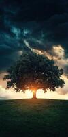 Majestic oak tree silhouetted against a dramatic sunset in the countryside photo