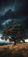 Solitary oak tree under a dramatic sky in an open field during evening light photo