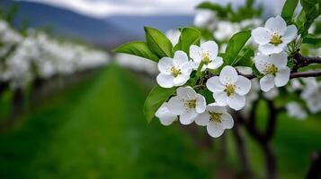 White flowers blooming in orchard during springtime with green grass and mountains photo