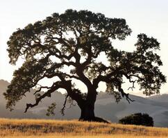 Majestic oak tree standing alone in a golden meadow at sunset photo