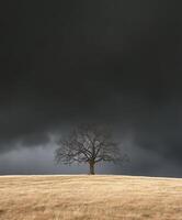 A lone tree stands in a field under a dark sky photo