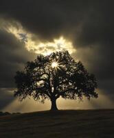 Sunlight filters through clouds behind a majestic oak tree at dusk photo